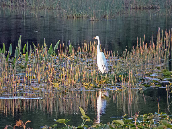 Egret Art Print featuring the photograph Awake by T Guy Spencer