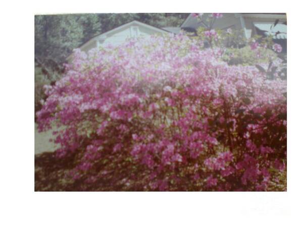  Azalea's Art Print featuring the photograph Azalea Framed by Roof by Hal Newhouser