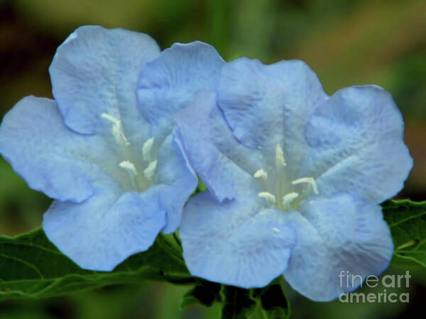 Wild Petunia Art Print featuring the photograph Baby Blues by D Hackett