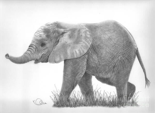 Baby Art Print featuring the drawing Baby Elephant by Karen Townsend