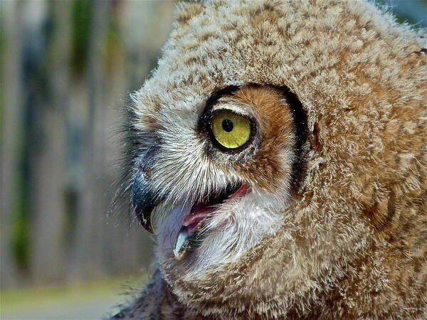 Bird Art Print featuring the photograph Baby Horned Owl by Diana Hatcher