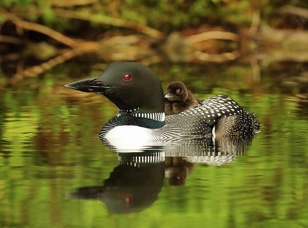Loons Art Print featuring the photograph Backseat Driver by Duane Cross