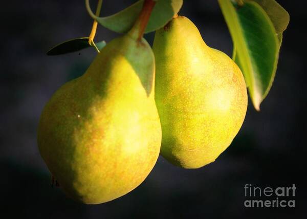 Food Art Print featuring the photograph Backyard Garden Series - Two Pears by Carol Groenen