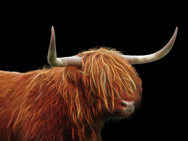 Highland Cow Art Print featuring the photograph Bad Hair Day - Highland Cow - On Black by Gill Billington