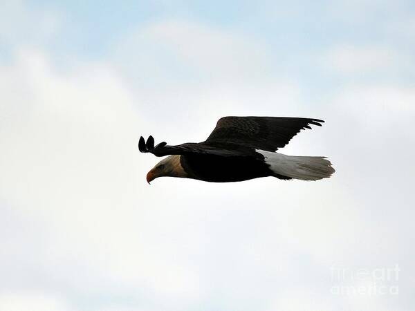 Bald Eagle Art Print featuring the photograph Bald Eagle Flight by Al Powell Photography USA