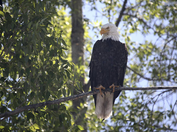 Bald Eagle Art Print featuring the photograph Bald Eagle NW1968 by Mary Gaines