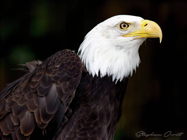  Art Print featuring the digital art Bald Eagle - Signature Series by Birdly Canada
