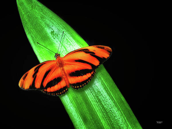 Butterfly Art Print featuring the photograph Banded Orange Longwing by Peg Runyan