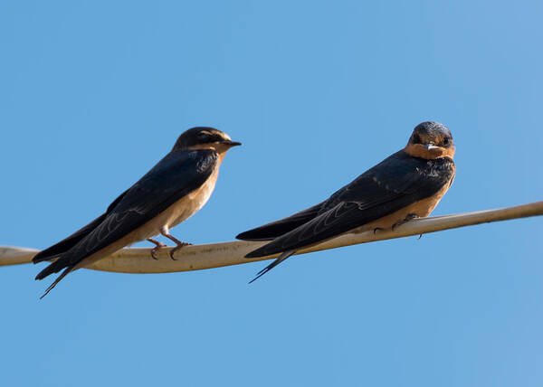 Barn Swallows Art Print featuring the photograph Barn Swallows by Holden The Moment