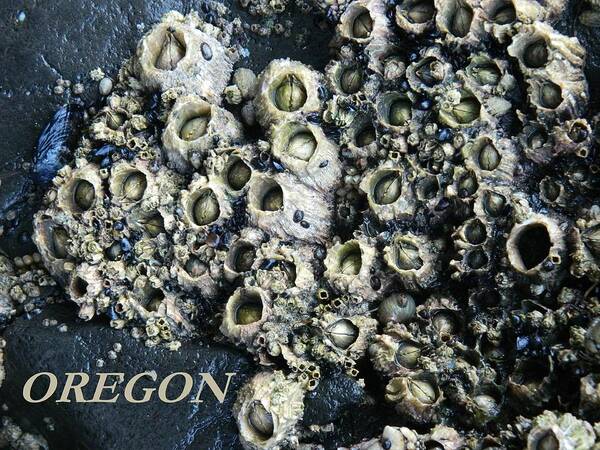 Barnacles Art Print featuring the photograph Barnacles Rock by Gallery Of Hope 