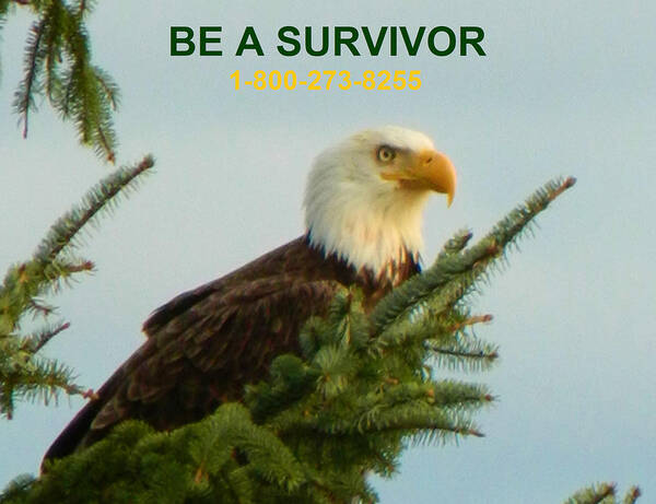 Eagles Art Print featuring the photograph Be A Survivor with phone number by Gallery Of Hope 