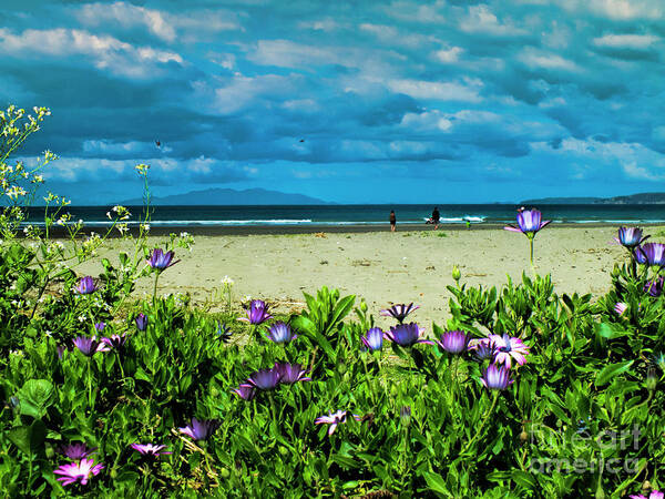 Orewa Art Print featuring the photograph Beach Daisies by Karen Lewis