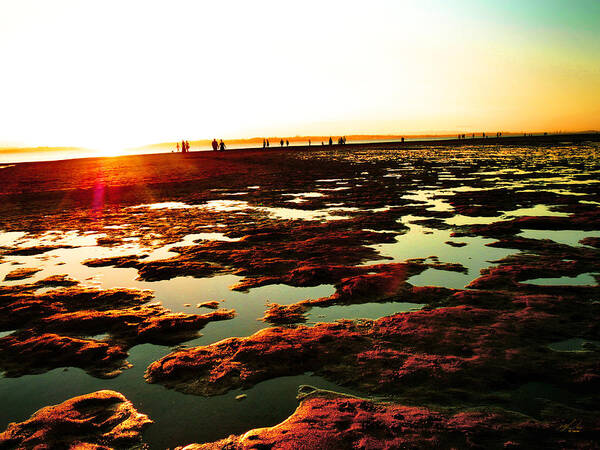 Beach Art Print featuring the photograph Beach Puddles by Michael Blaine