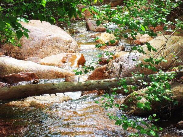 Bear Creek Art Print featuring the photograph Bear Creek Cheyenne Canyon by Clarice Lakota