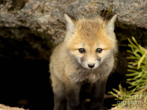 Fox Kit Art Print featuring the photograph Beautiful Baby by Natural Focal Point Photography