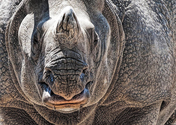 Rino Art Print featuring the photograph Beautiful Beast by Pete Rems