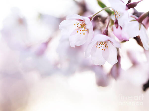 Blossom Art Print featuring the photograph Beautiful pink cherry blossom by Maxim Images Exquisite Prints