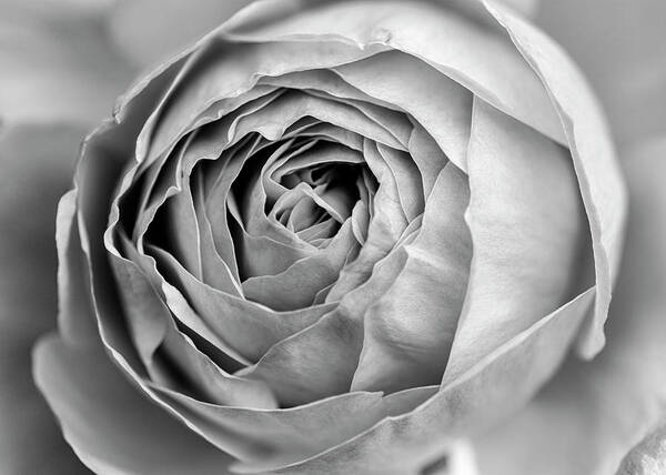 Rose Art Print featuring the photograph Beautiful rose closeup in black and white by Vishwanath Bhat
