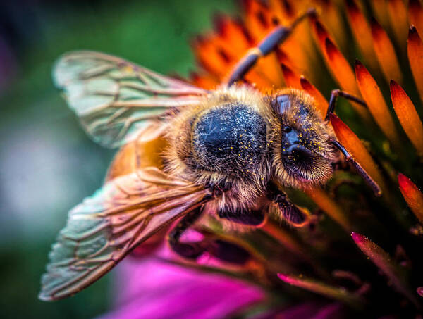 Bee On The Flower Art Print featuring the photograph Bee close up by Lilia S