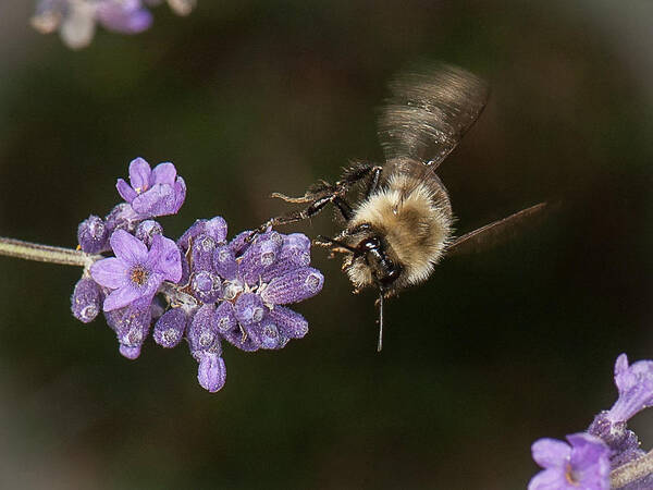 Bee Art Print featuring the photograph Bee landing on lavender by Len Romanick
