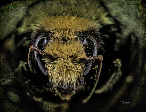 Bee Art Print featuring the photograph Bee Nice by Bill Posner