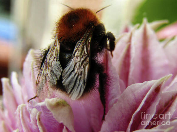 Clematis Art Print featuring the photograph Bee On Clematis by Kim Tran