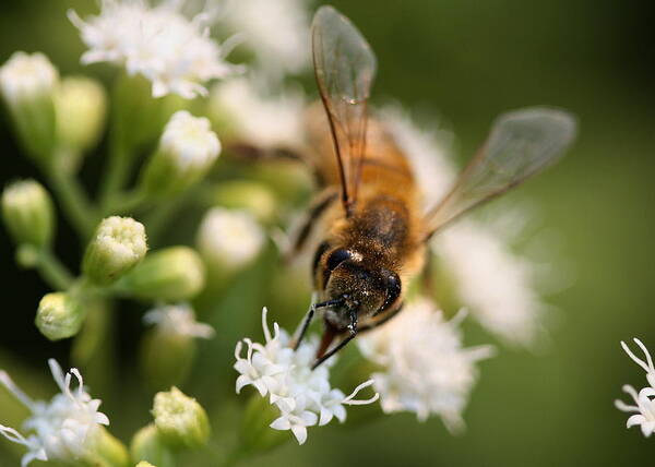 Wasp Art Print featuring the photograph Bee on White by Angela Rath