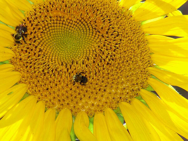 Sunflower Art Print featuring the photograph Bees Share A Sunflower by Sandi OReilly