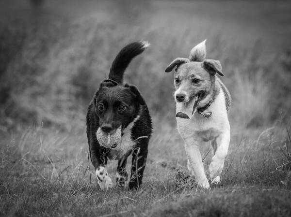 Dog Art Print featuring the photograph Best Buddies by Nick Bywater
