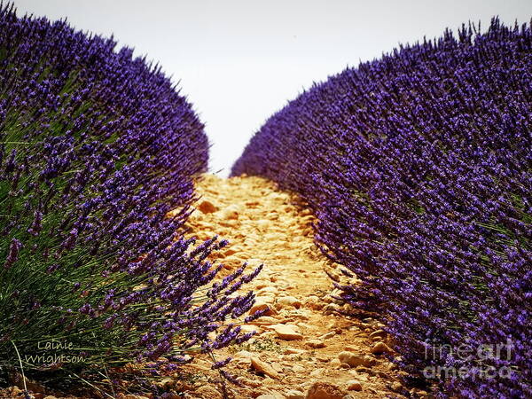 Lavender Art Print featuring the photograph Between the Purple by Lainie Wrightson