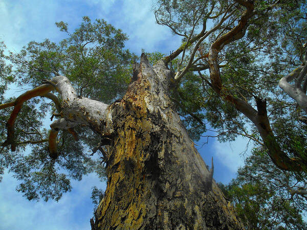 Tree Art Print featuring the photograph Big Gum by Mark Blauhoefer