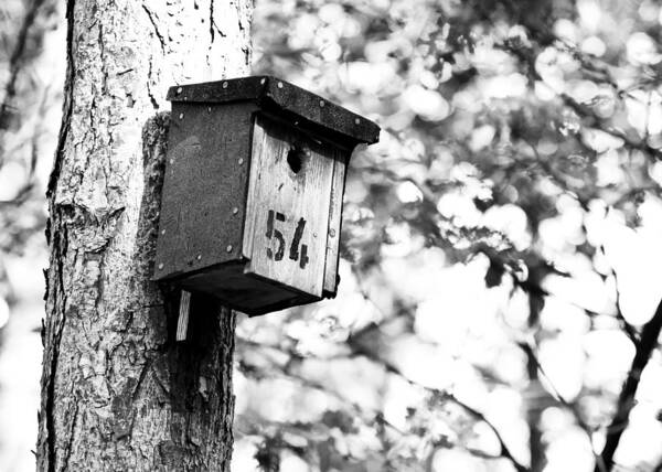 Bird House Art Print featuring the photograph Bird 54 Where Are You by Edward Myers
