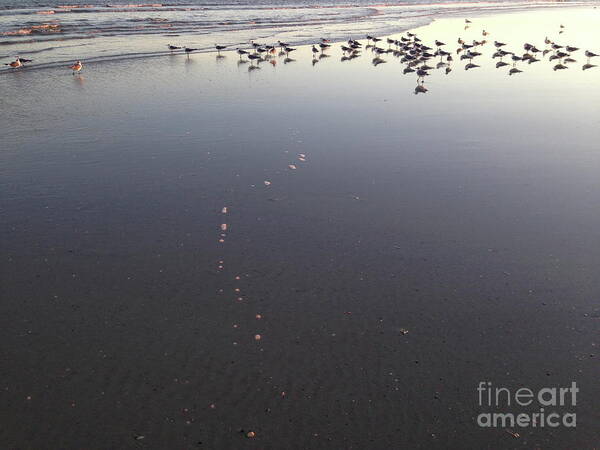 Beach Art Print featuring the photograph Bird Mirror by Mark Messenger