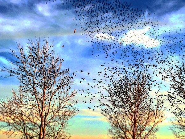 Hawks Art Print featuring the photograph Bird Swarms Versus Hawks on the Prairie by Michael Oceanofwisdom Bidwell