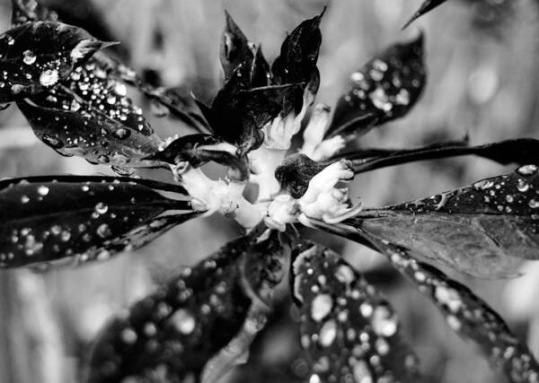 Black And White Art Print featuring the photograph Black and White Flower by Amy Fose