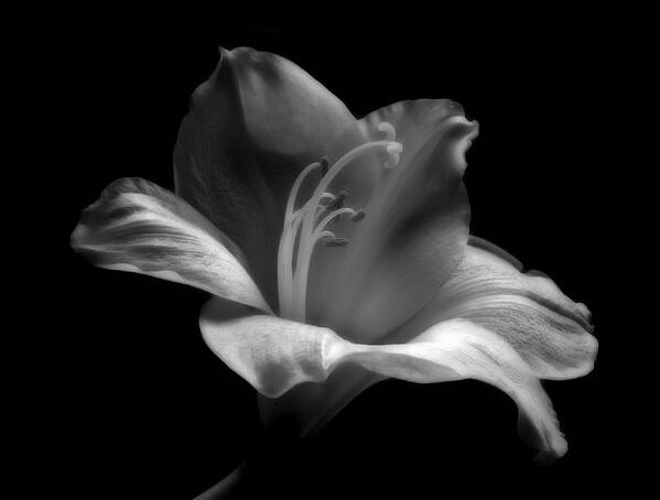 All Art Print featuring the photograph Black and White Lily by Nadja Drieling - Flower- Garden and Nature Photography - Art Shop