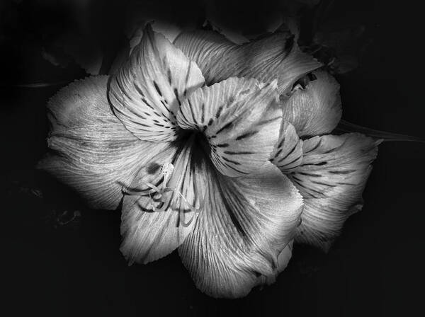 Lily Art Print featuring the photograph Black and White Lily by Judy Hall-Folde