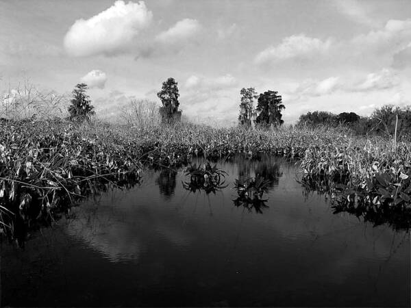 Black And White Art Print featuring the photograph Black and White Marsh on Heron Hideout Trail by Christopher Mercer