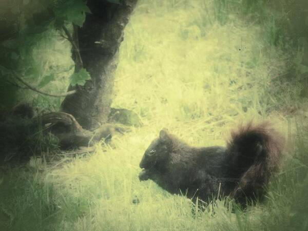 Black Squirrel Art Print featuring the photograph Black Squirrel by Ken Krolikowski