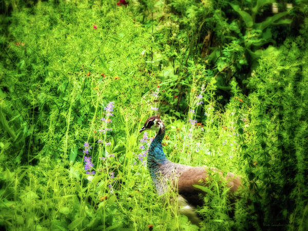 Peacock Art Print featuring the photograph Blending In by Wim Lanclus