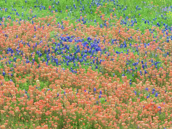 Texas Art Print featuring the photograph Blue bonnets and Indian paintbrush-Texas wildflowers by Usha Peddamatham