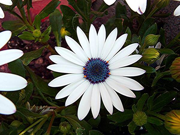 Daisy Art Print featuring the photograph Blue Center Daisy by Caroline Eve Urbania