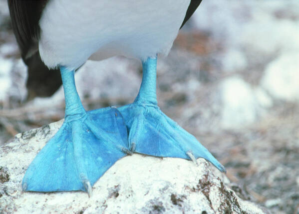 Blue-footed Booby Art Print featuring the photograph Blue-footed Booby Feet by Peter Scoones