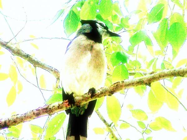 Bluejay Art Print featuring the photograph Blue Jay III by Clarice Lakota