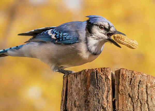 Blue Jay Art Print featuring the photograph Blue Jay juggling a peanut by Jim Hughes