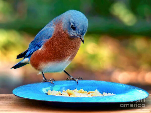 Bluebird Art Print featuring the photograph Bluebird's Dinner by Sue Melvin