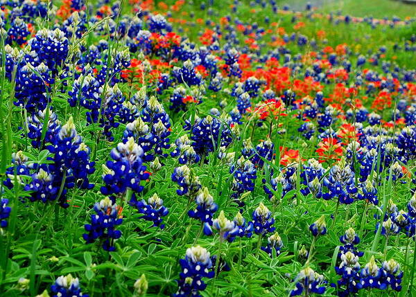 Wildflowers Art Print featuring the photograph Bluebonnets and Paintbrush by Bindu Viswanathan