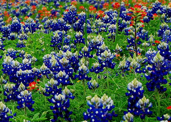 Bluebonnets Art Print featuring the photograph Bluebonnets and Paintbrush Field by Bindu Viswanathan