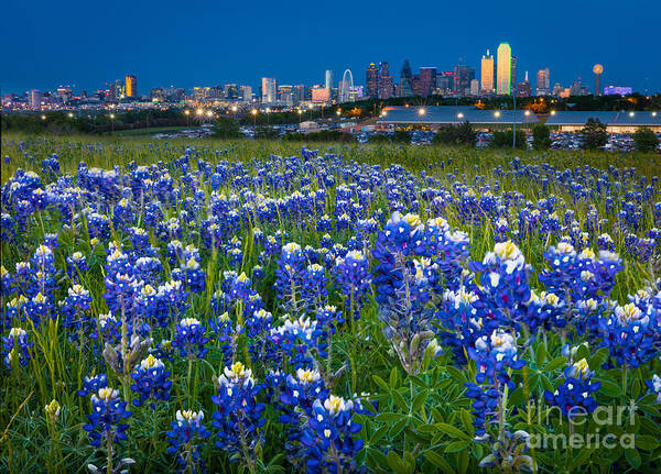 America Art Print featuring the photograph Bluebonnets in Dallas by Inge Johnsson