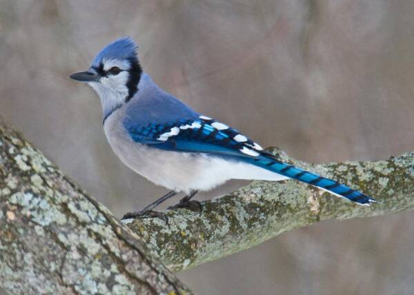 Bluejay Art Print featuring the photograph Bluejay 1357 by Michael Peychich